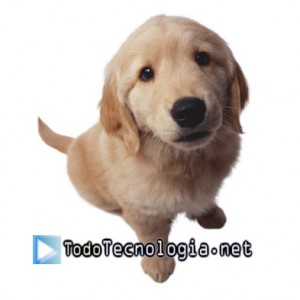perro1 copia
